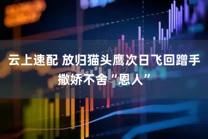 云上速配 放归猫头鹰次日飞回蹭手撒娇不舍“恩人”